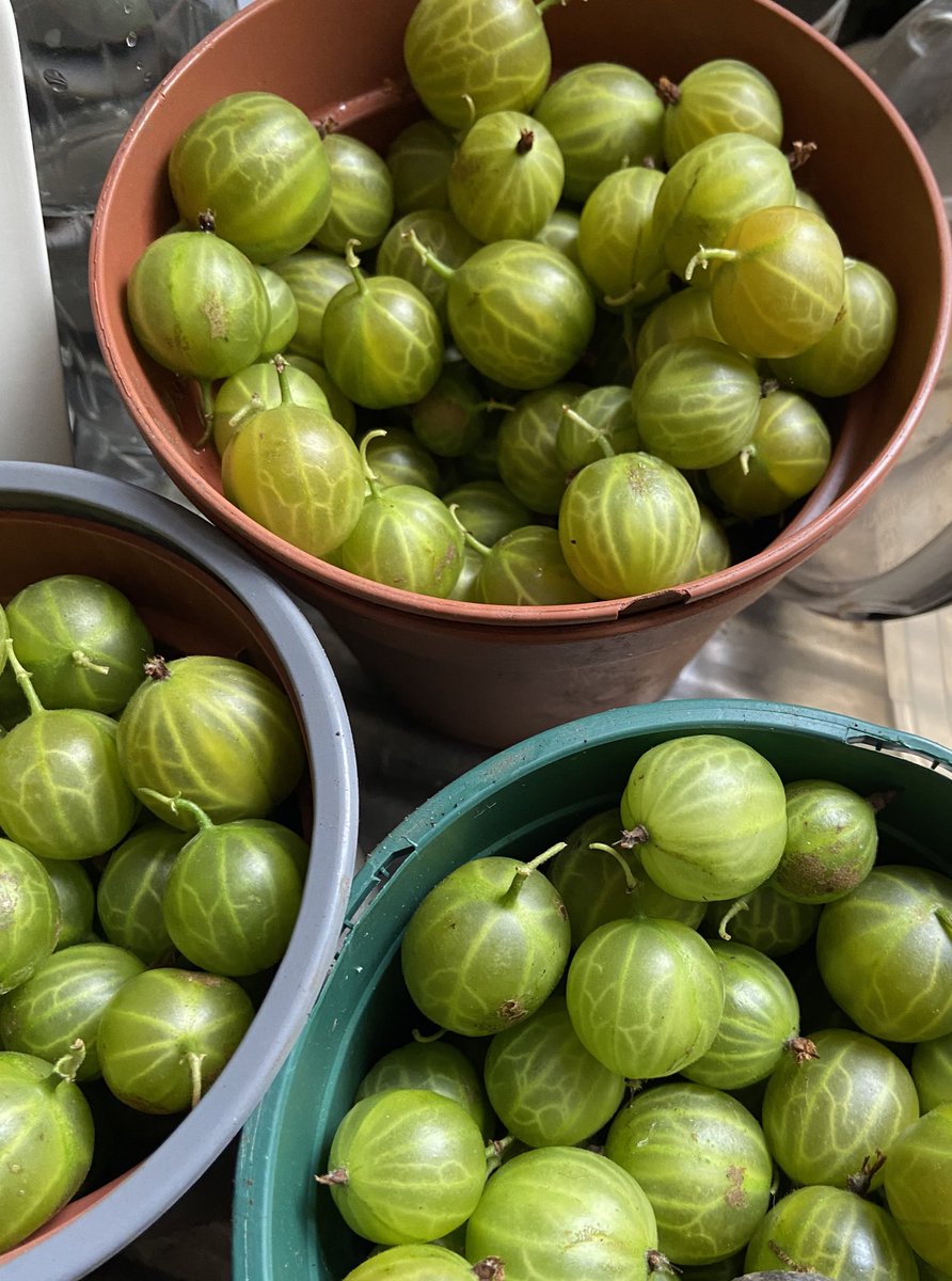 wild_lifeguide's tweet photo. Today’s allotment haul #gooseberries 

SO much tastier homegrown 😋 

#AllotmentUK #GYO #OrganicFood https://t.co/aXqCajNms4