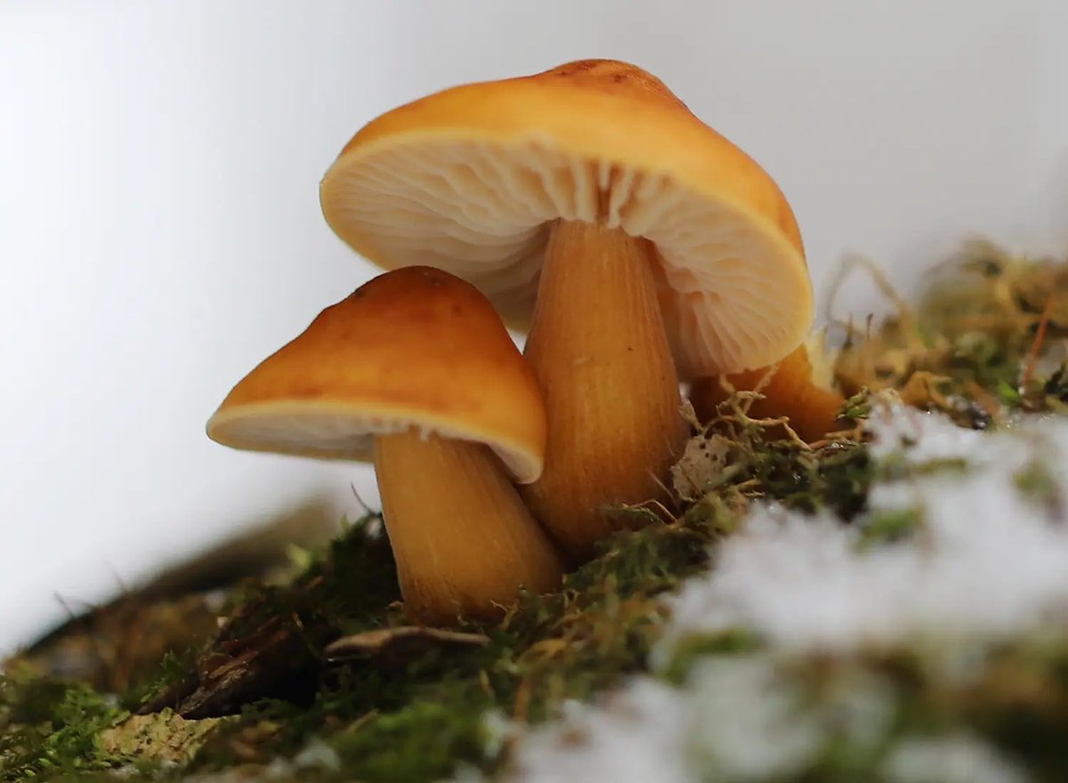 New guide and DwC extension: Publishing DNA-derived data through biodiversity data platforms doi.org/10.35035/doc-v…

Thanks to all contributing experts! 🇸🇪🇳🇴🇩🇰🇪🇪🇦🇺
