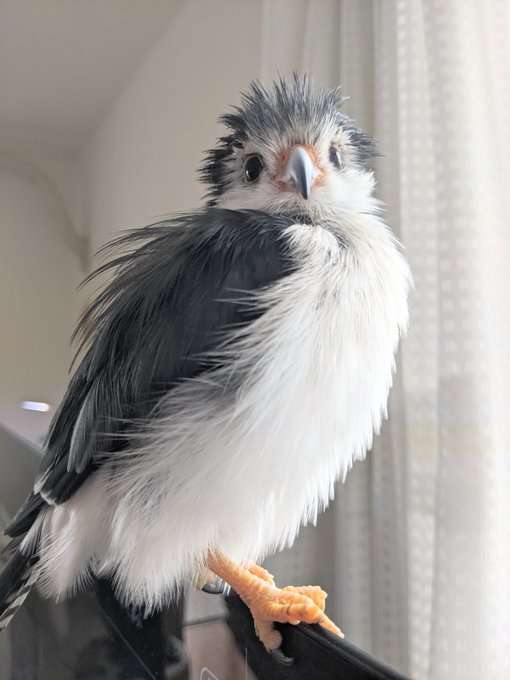 Conversation Between 錦 紅羽 And Fruitsnuts 0411 1 Whotwi Graphical Twitter Analysis