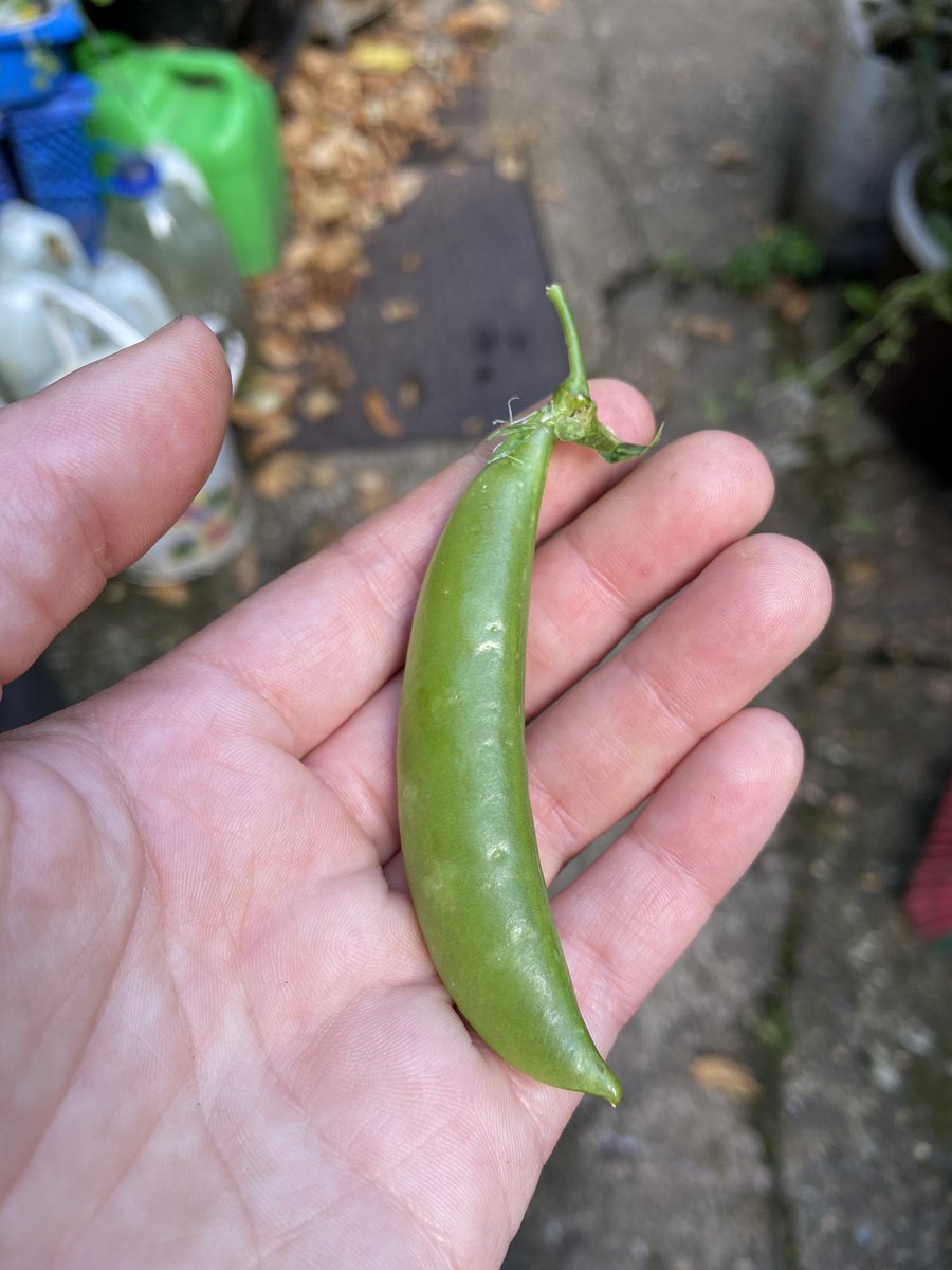 wild_lifeguide's tweet photo. All but one sugar snap pea survived a recent slug/snail onslaught 🐌 

It can be so disheartening loosing plants to pests, but there’s something special about learning to live with what Mother Nature offers us 💚 https://t.co/Km9J9CILjv