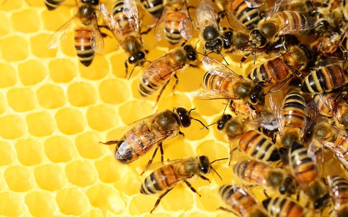 Rainmaker1973's tweet image. Honey Bees make decisions collectively--and democratically. Every year, faced with the life-or-death problem of choosing a new home, honeybees stake everything on a process that includes collective fact-finding, vigorous debate, and consensus building ow.ly/8fKB30oHXGA