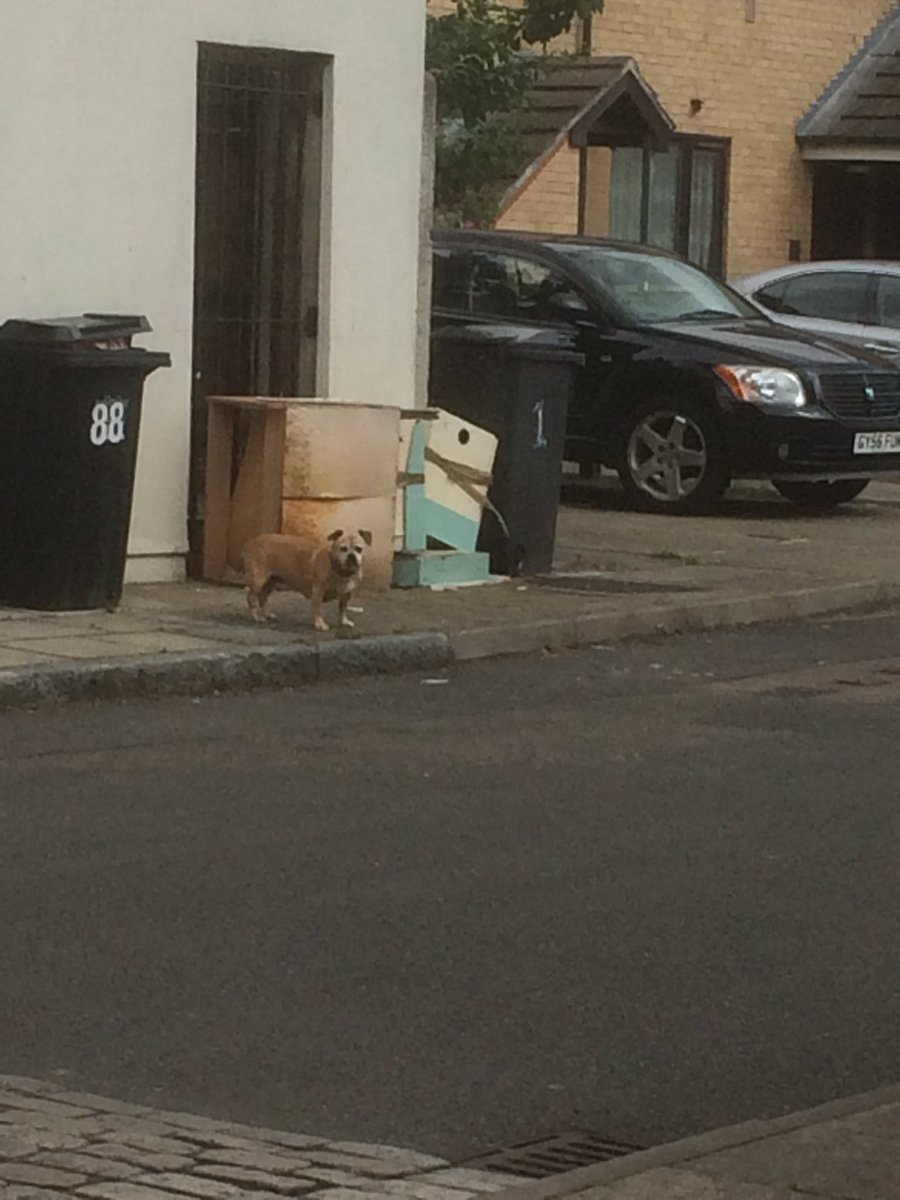 EvelynAssembly's tweet photo. LOST DOG 🐶 I just saw this dog outside Sayes Court Park (S)he ran round they corner in Barnes Terrace and I didn’t want to chase her as didn’t come when I tried to coax. Please retweet @Pepys21 @2000cac @deptfordfolk @deptforddame @BenceTra @ https://t.co/2ngP85gHei