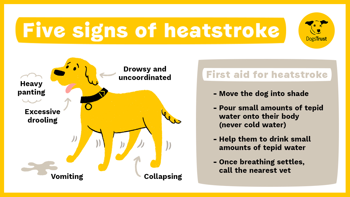 Dogs Trust 💛🐶 på Twitter: "Every year we hear of dogs dying as a result of heatstroke💔 New research from @UK_BWG reveals that exercise is by far the most common trigger for