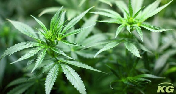 Medical Farming is the cultivation of medical cannabis in a greenhouse. In the 40 years of internal greenhouse design experience, we’ve also built medical projects worldwide. #GrowWithUs