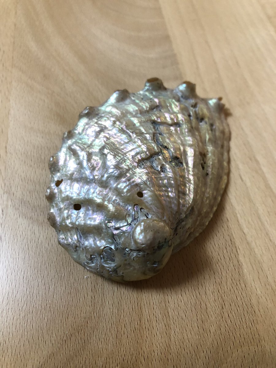 ヤスリで磨くだけでこんなに スーパーの鮮魚コーナーで売ってたナガラミ 貝 を紙ヤスリで磨いてピカピカにしてみた Togetter