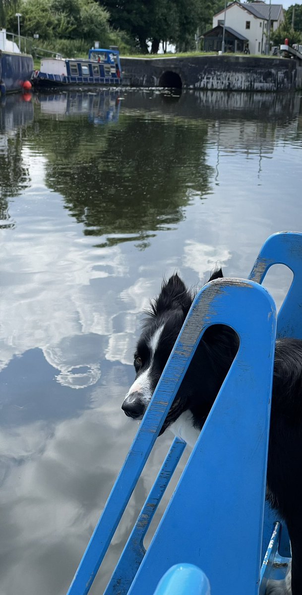 BobBertandMargo's tweet photo. On look out #BoatThatTweet #CollieCrew #DogsofTwittter #ItsABargeLife #SchnauzerGang https://t.co/Y1Uj4Bjlxl
