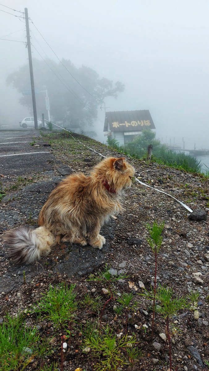 TheFaith_91's tweet photo. Random cats of Japan.

#CatsOfTwitter #cats #Random https://t.co/CWUs9qOsHE