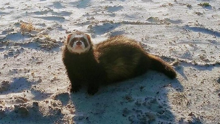 Life's a beach. #Ferret