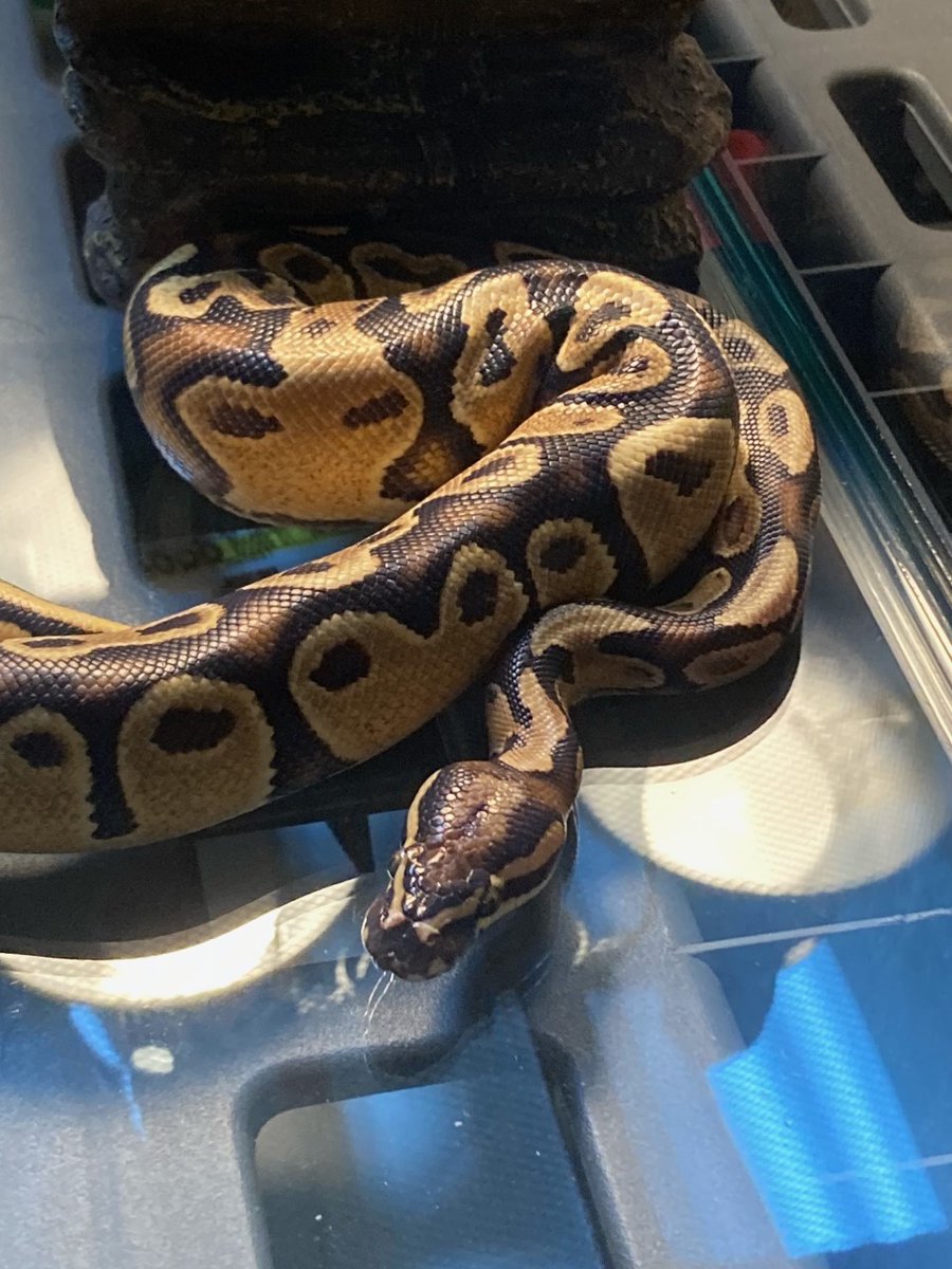 Russell Kinsaul tweet media