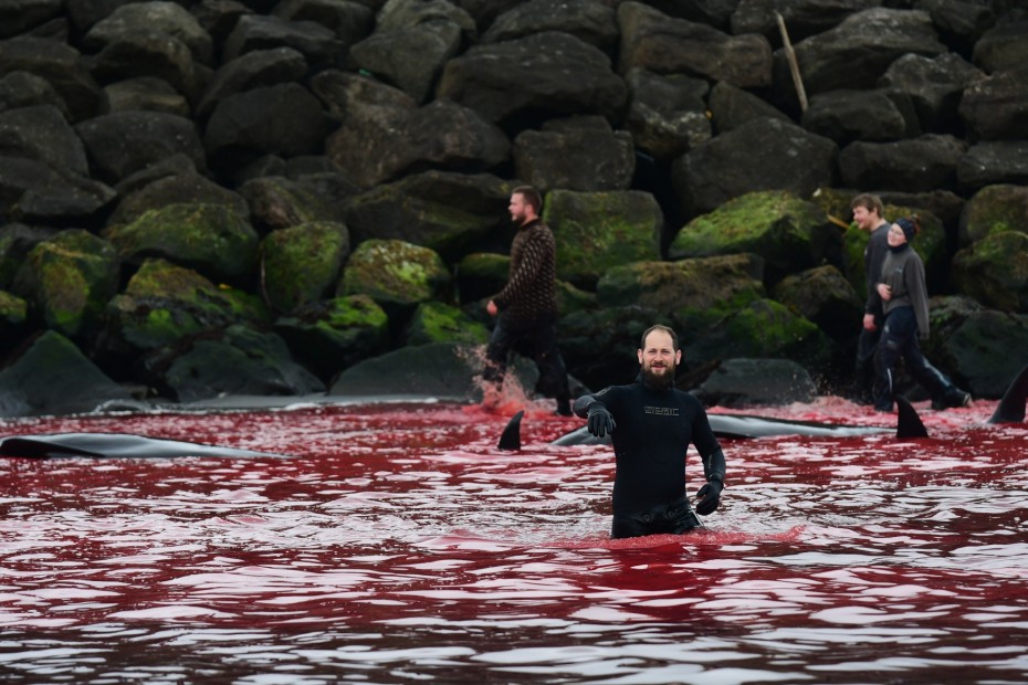 Seasaver's tweet photo. BLOODBATH BUTCHERS 

Sad news. Another pilot whale hunt took place yesterday in the Faroe Islands. 77 animals were cruelly massacred in the 4th grindadráp of 2021 https://t.co/hBNjXyZe4G https://t.co/g44KJJyrRb