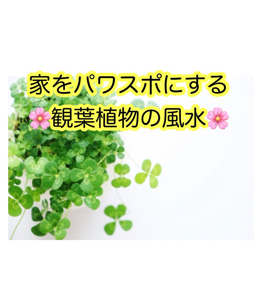 えんぎもん 自分がパワスポになる方法 植物のパワーがすごい リビングに観葉植物を置いて開運しよう 幸運を引き寄せる植物や悪運や厄除けに効果的な植物とは 運気アップに効果のある植物をご紹介 風水 植物 観葉植物 開運 リビング