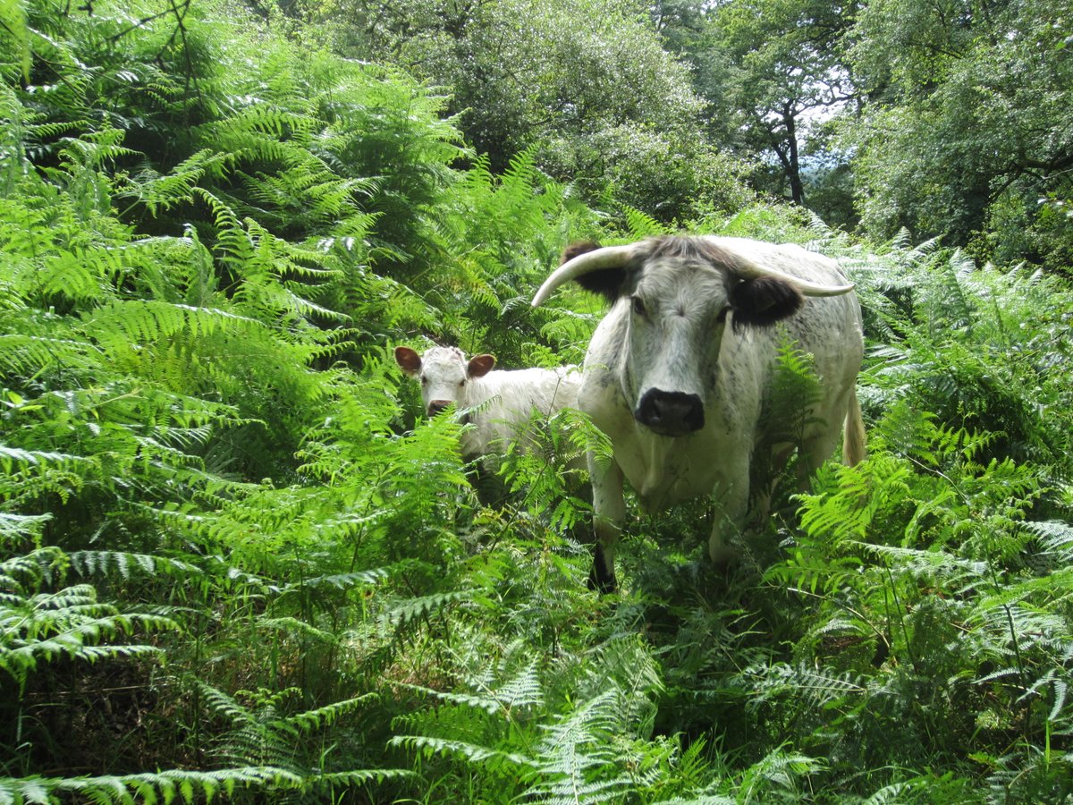 LeicsWildlife's tweet photo. Conservation Officer Neil Pilcher would like to give thanks to all the volunteers that help keep the Charnwood Lodge livestock secure. 

Neil said - " You have done a brilliant job looking out for the cattle, even acting as reserve security! Thank you ⭐️"

#31DaysofThanks #LRWT https://t.co/jW8dUzqto0