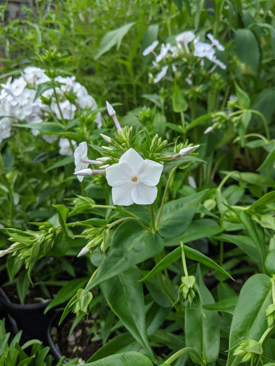 Today is Thursday, which means Greensgrow is open. And not only do we have a sale, we have beautiful Perennials in stock. Come get some!