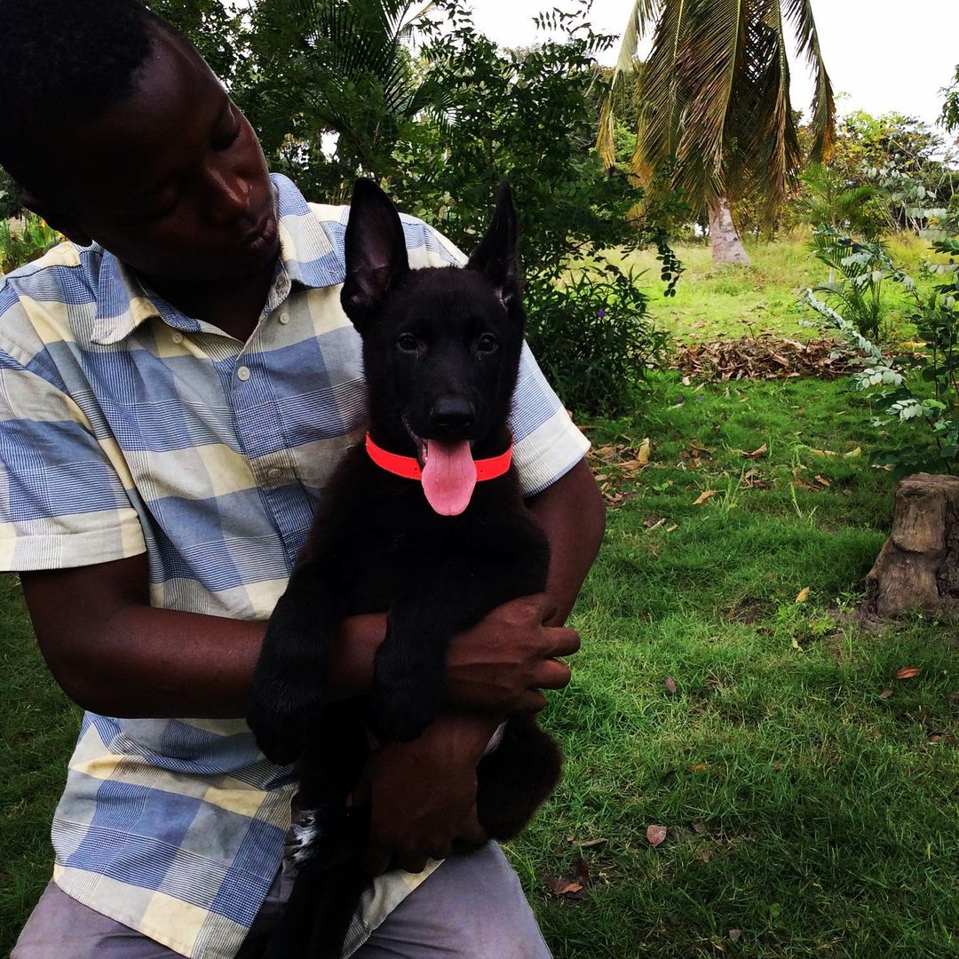 Sex of the dog in Dar es Salaam