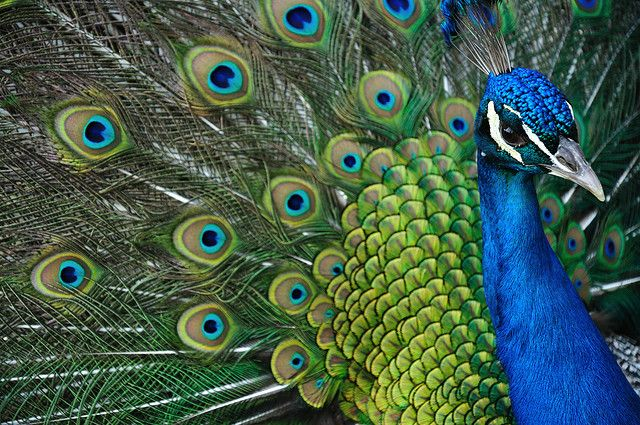 If the random fractal image below reminds you of peacock feathers, that's because you, peacocks and every other thing living or dead are all sharing a subset of Euclidean space with a fractal dimension that strictly exceeds its topological dimension.

I like it here. https://t.co/4nSapGzf4i https://t.co/vhPiNJaYiW