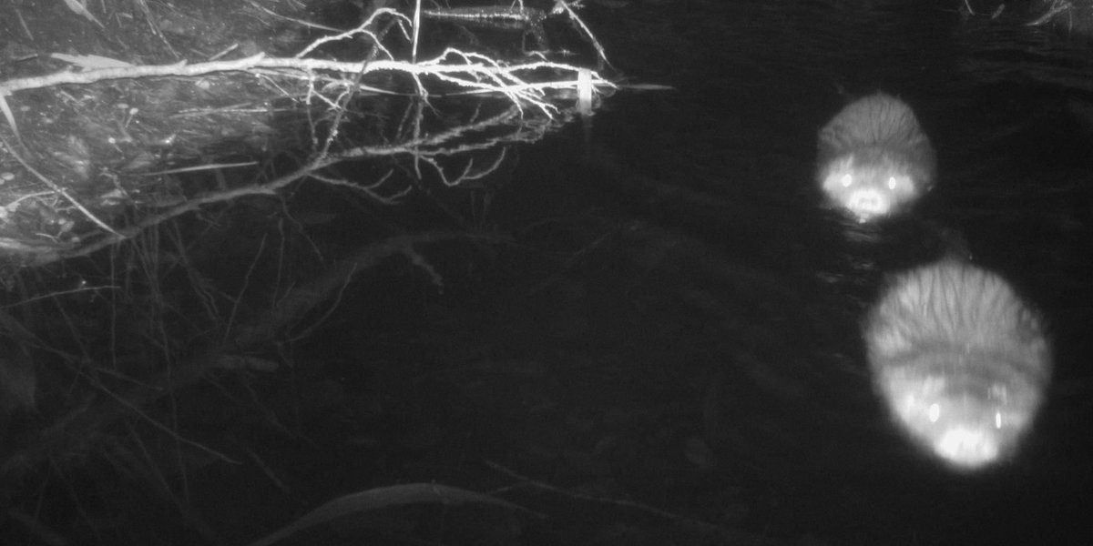 oscibio's tweet image. The source dataset for the camera trap data we published on @GBIF is now published on @ZENODO_ORG: doi.org/10.5281/zenodo… 🐀📸

Just like our bird tracking datasets, it is #frictionlessdata #opendata, which data and metadata can be accessed in a few lines of code.