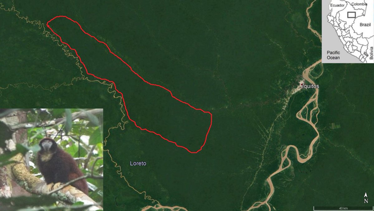 LuisLopezRa's tweet photo. Las poblaciones Cheracebus sp. que habitan entre los ríos Tigre y Nanay #AmazoníaPeruana están disminuyendo en varios sitios, otras están existintas por lo que ampliar la RN Allpahuayo-Mishana hacia la cabecera del río Itaya es importante para la especie. https://t.co/V4EJwz5fs1 https://t.co/CHBcgVJyb0