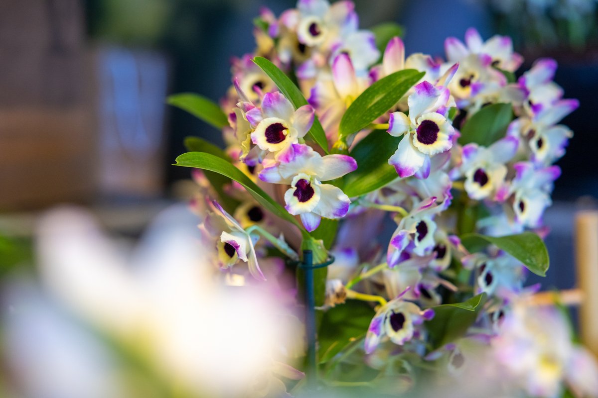 Een maand geleden begon de Orchid Inspiration Days. Was jij hierbij of wil je graag op de hoogte worden gehouden van de volgende editie? Schrijf je dan in voor de nieuwsbrief via eepurl.com/gvJwZj 📧🌸