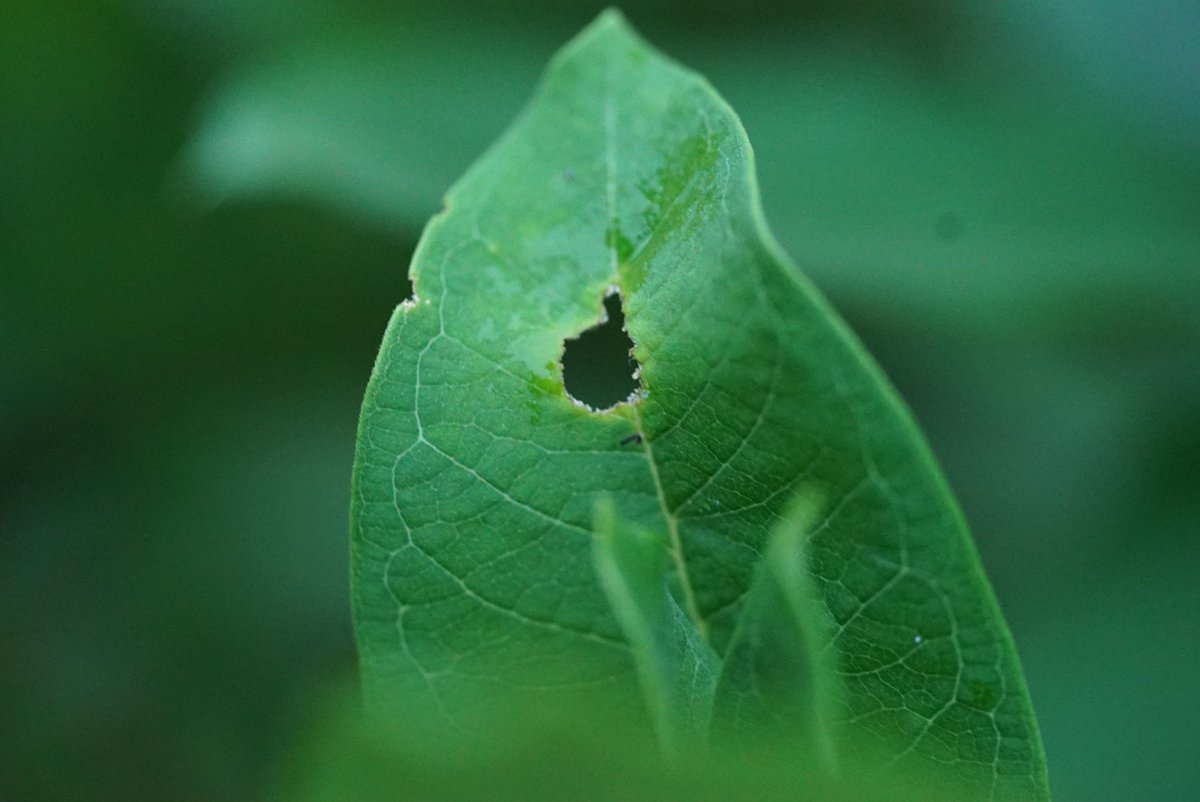 Peg Keiner tweet media