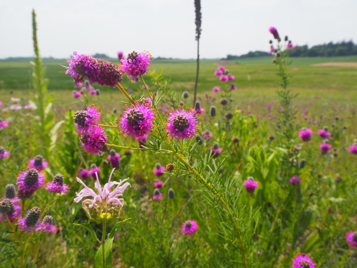 ScottSwcd's tweet image. Our crew was hard at work last week spraying weeds at a recent wetland restoration done in the Helena Township in 2019. By keeping weeds down, the BEAUTIFUL native prairie can keep blooming for many years to come!