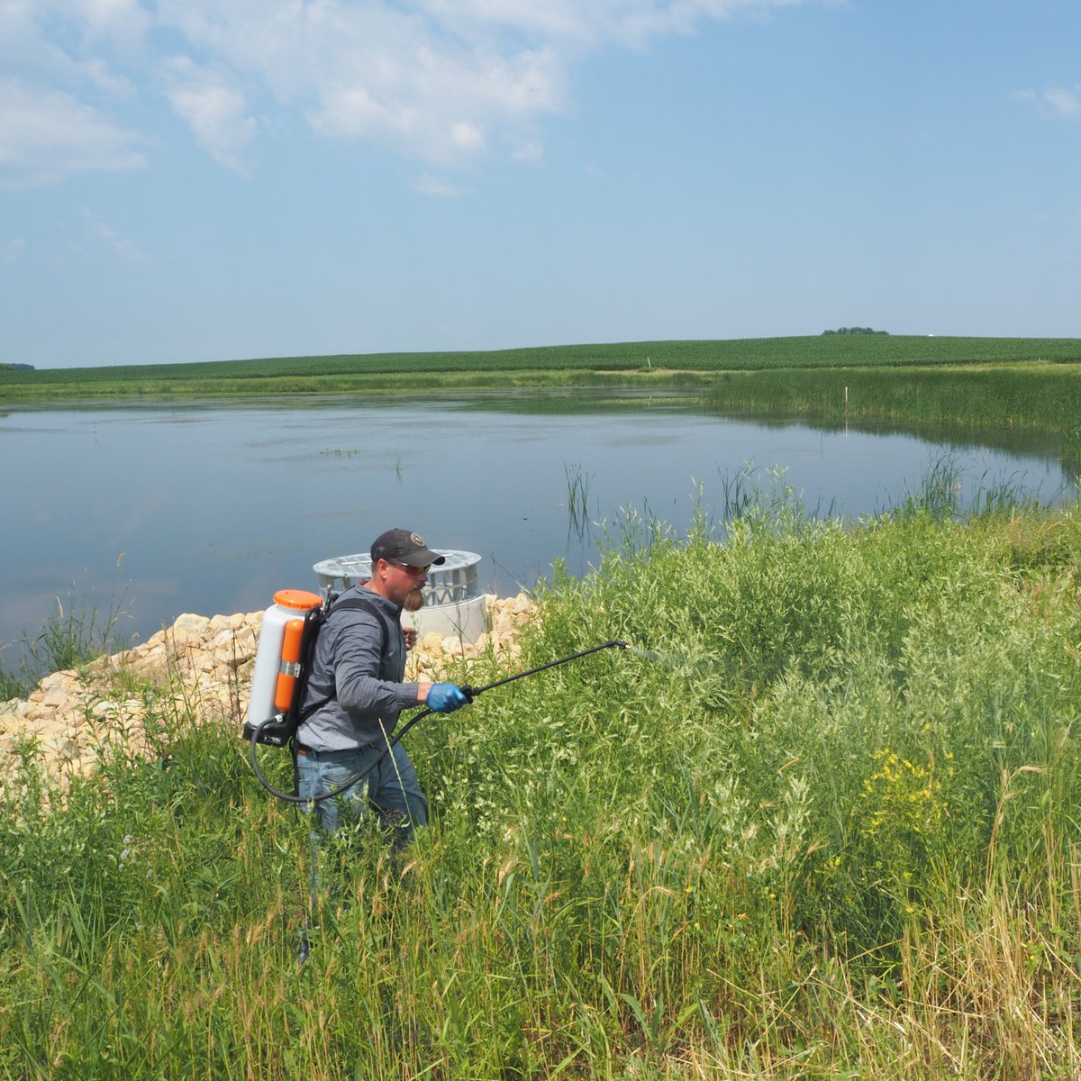 ScottSwcd's tweet image. Our crew was hard at work last week spraying weeds at a recent wetland restoration done in the Helena Township in 2019. By keeping weeds down, the BEAUTIFUL native prairie can keep blooming for many years to come!