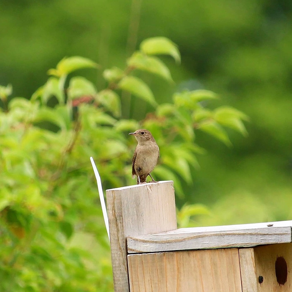 FeathTreasury's tweet photo. House Wren
07-03-2021
#housewren #wren #ohiobirds #ohio #birds #birdphotography #birdsofinstagram #featherytreasury #ohbirds #birdpics #canon #canonphotography #canonrebelt7 #bird_lovers #birdwatching #bird_brilliance #bird_captures #birding #bird #2021 #birdlover #instabi… https://t.co/tCOAOd9akf