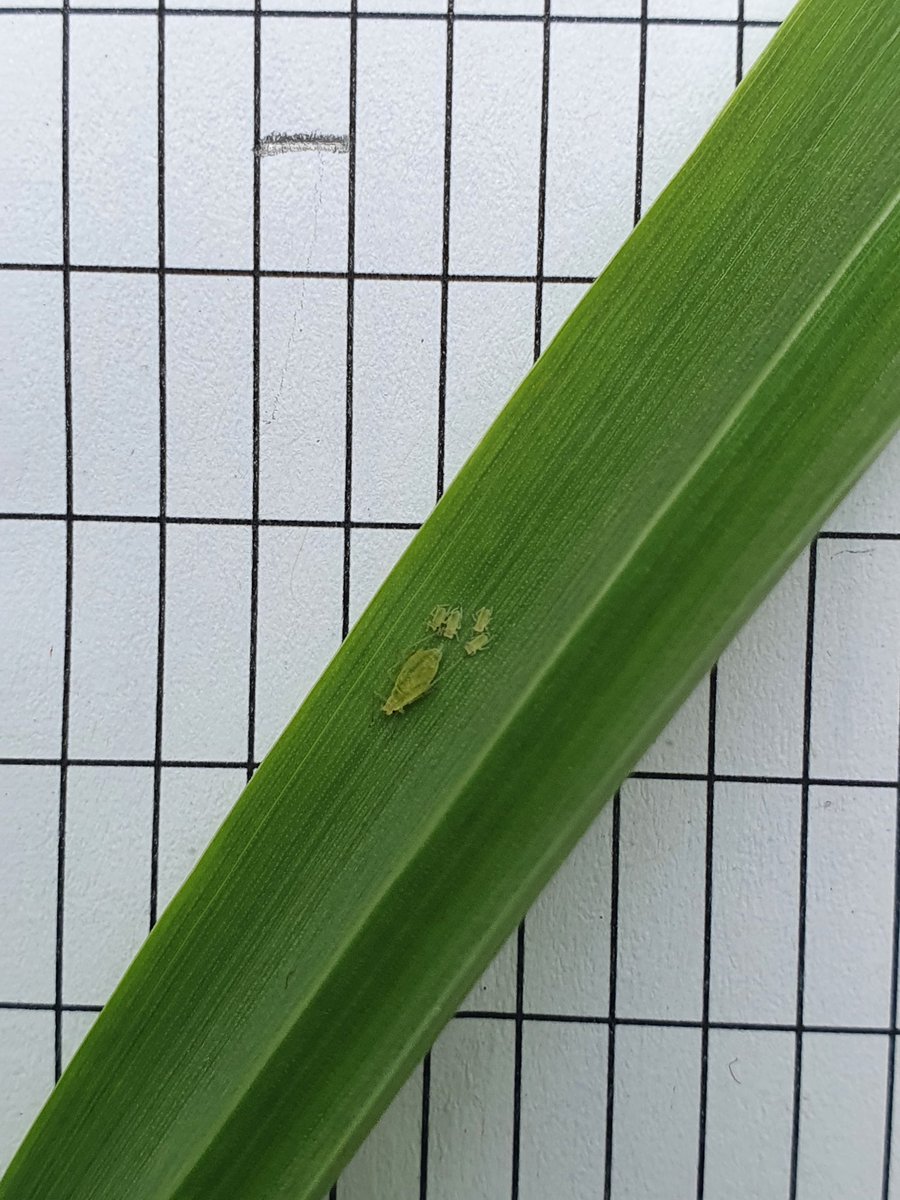 SEAMixtureS's tweet image. Throughout the season we do some extra measurements in the JHI plots. Today was aphid counting day! Plots are looking good and the view's not bad either.