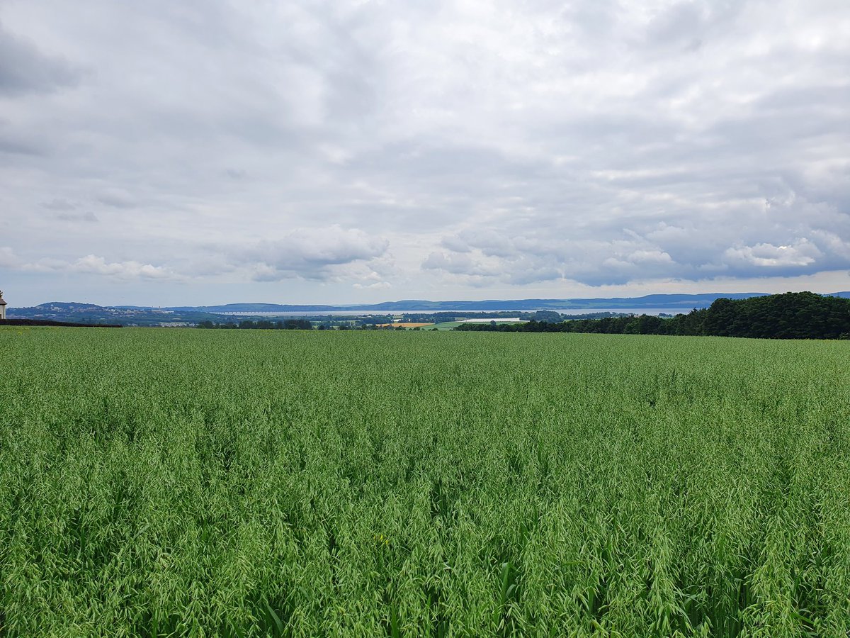 SEAMixtureS's tweet image. Throughout the season we do some extra measurements in the JHI plots. Today was aphid counting day! Plots are looking good and the view's not bad either.