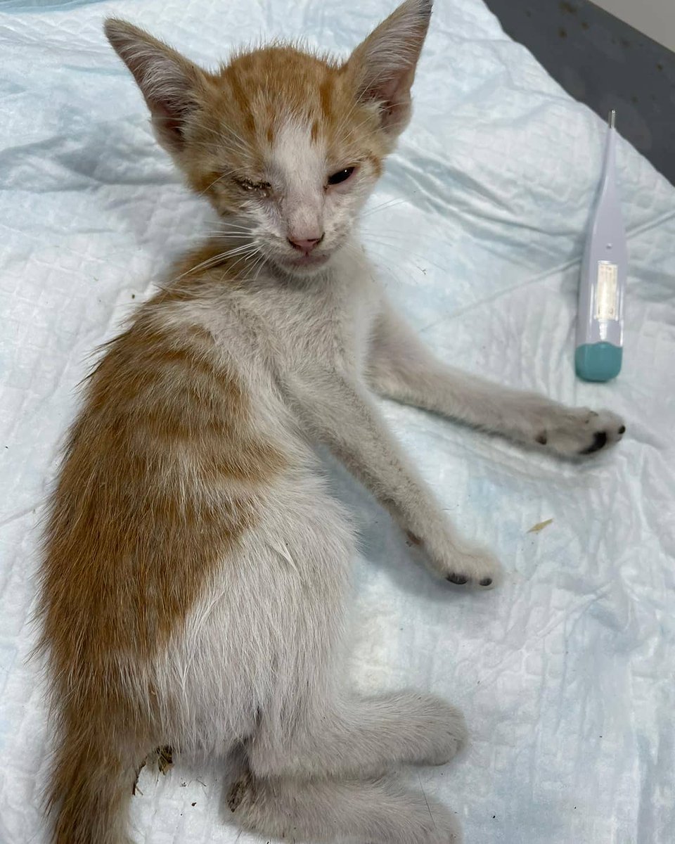 Gatitud_APG's tweet image. POR FAVOR!! NECESITAMOS AYUDA PARA CURRO, ESTÁ MUY GRAVE!!
MÁS INFORMACIÓN:
instagram.com/p/CREUCNzF6aZ/…

facebook.com/14214373181548…