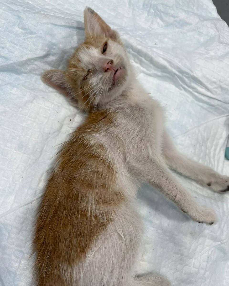 Gatitud_APG's tweet image. POR FAVOR!! NECESITAMOS AYUDA PARA CURRO, ESTÁ MUY GRAVE!!
MÁS INFORMACIÓN:
instagram.com/p/CREUCNzF6aZ/…

facebook.com/14214373181548…