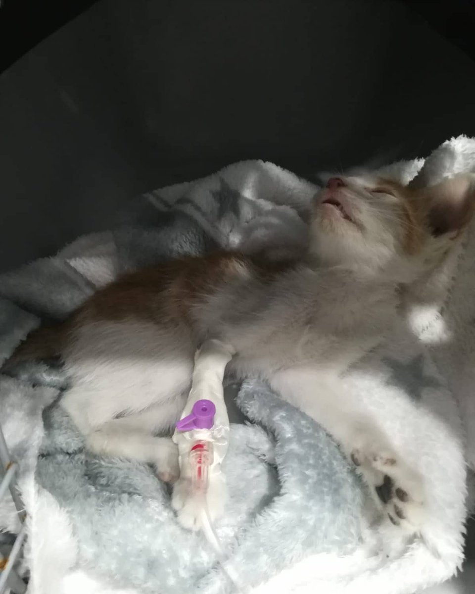 Gatitud_APG's tweet image. POR FAVOR!! NECESITAMOS AYUDA PARA CURRO, ESTÁ MUY GRAVE!!
MÁS INFORMACIÓN:
instagram.com/p/CREUCNzF6aZ/…

facebook.com/14214373181548…