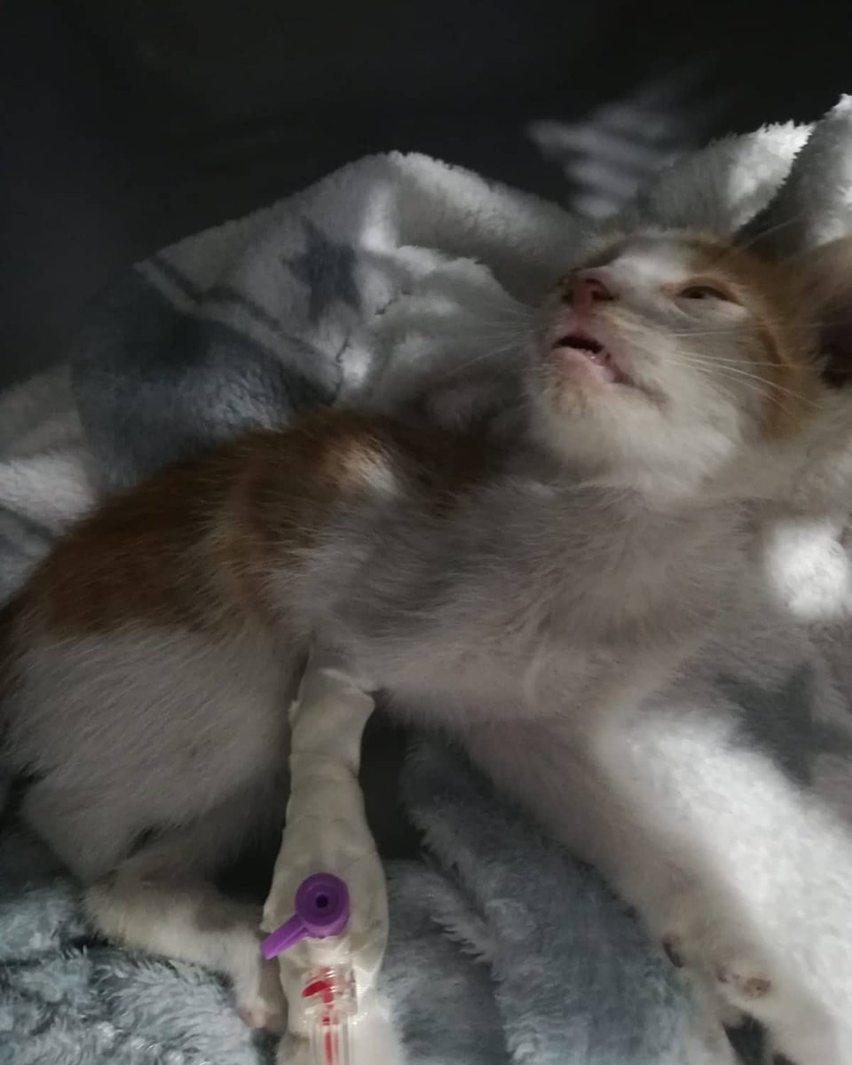 Gatitud_APG's tweet image. POR FAVOR!! NECESITAMOS AYUDA PARA CURRO, ESTÁ MUY GRAVE!!
MÁS INFORMACIÓN:
instagram.com/p/CREUCNzF6aZ/…

facebook.com/14214373181548…