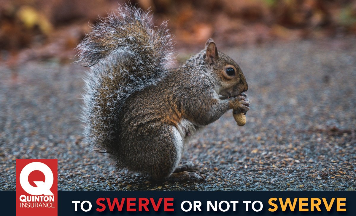QuintonIns's tweet photo. On the surface, swerving to avoid harm to your vehicle – or that animal in the roadway – seems to makes good sense. However, swerving out of your lane can lead you into the path of more dangerous obstacles on the side of the road… or even into oncoming traffic. https://t.co/Bj3HoKN39H