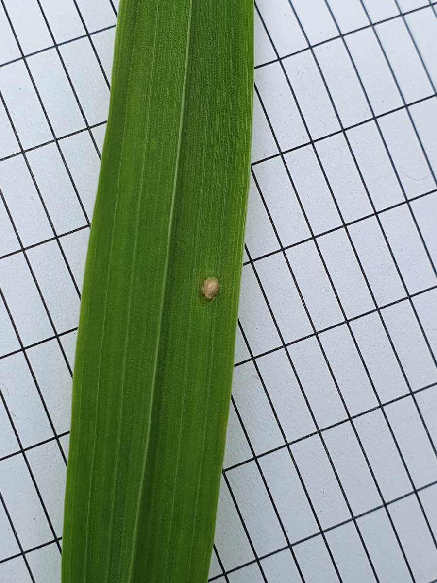 SEAMixtureS's tweet image. Throughout the season we do some extra measurements in the JHI plots. Today was aphid counting day! Plots are looking good and the view's not bad either.