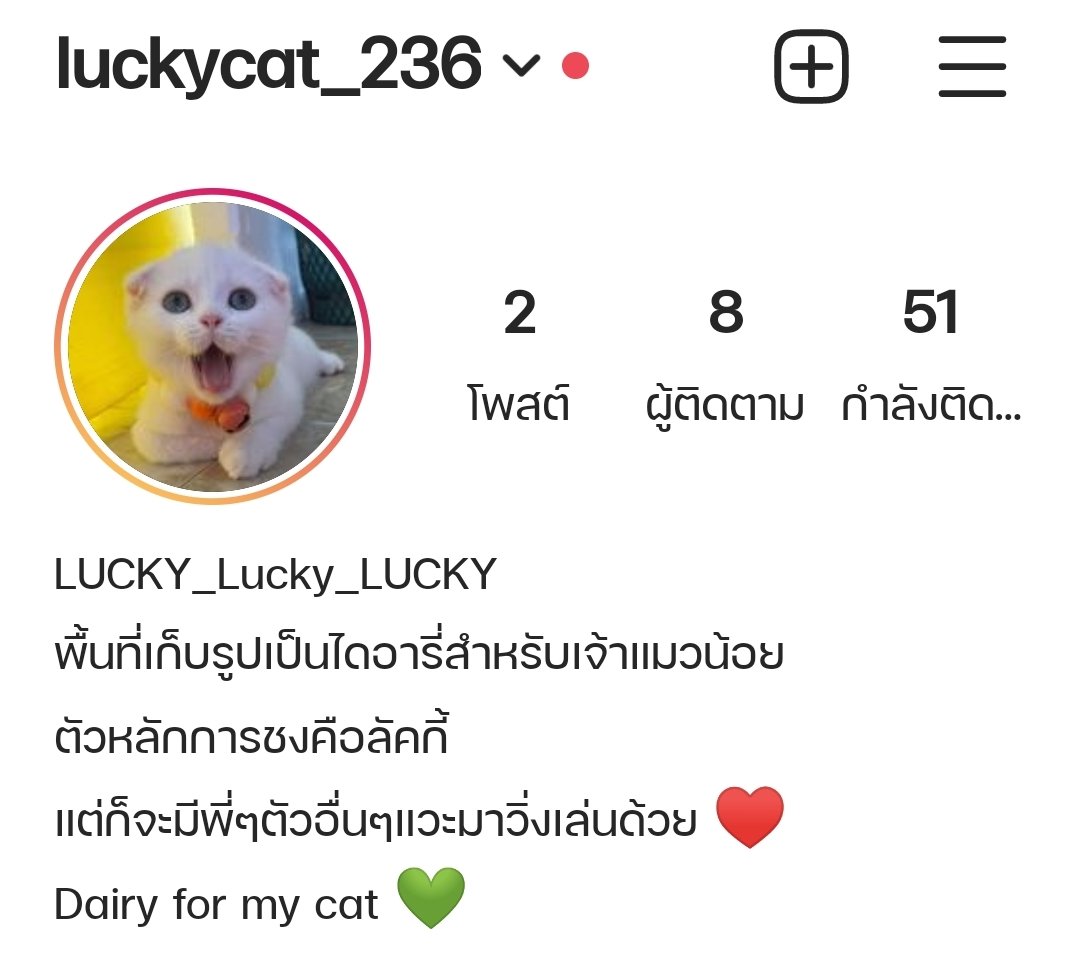 Butterfly8ffect's tweet photo. เห็นทุกคนกังวลกันมากๆเกี่ยวกับน้องแมวว่าจะดุไหม จะกางเล็บไหมเพราะน้องบาสจัวแมว

น้องชื่อลัคกี้ค่ะ น้องเป็นแมวที่ติดคนมากๆ อ้อนมนุษย์เก่งจนนึกว่าเป็นน้องหมาน้อย เข้ากับคนเพิ่งเจอง่าย ค่อนข้างเชื่อใจว่าจะเข้ากับน้องบาสได้ดีค่ะ 

#ซีรีส์อาการจะรักxดุลบาส
#MyLuckyCatTheSeriesxDunBas https://t.co/abdDkAIiuB
