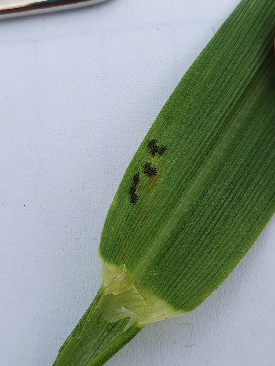 SEAMixtureS's tweet image. Throughout the season we do some extra measurements in the JHI plots. Today was aphid counting day! Plots are looking good and the view's not bad either.