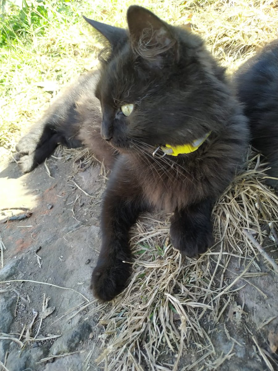 PauliBenedetti's tweet photo. Twitter es servicio dicen..
Con un RT me ayudarían muchísimo, cuantas más personas lo vean tengo más posibilidades de encontrarla🥺
Se me extravió Maggie, gata de aprox 1 año, castrada, color negra y pelo medio largo. Tiene collar amarillo con reflectivo. Zona motel Camaos. https://t.co/FnChtuqR5m