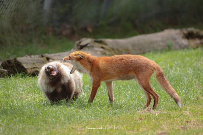 【北海道 北きつね牧場】キツネVSタヌキのケンカが思ったよりゆるい件のサムネイル画像