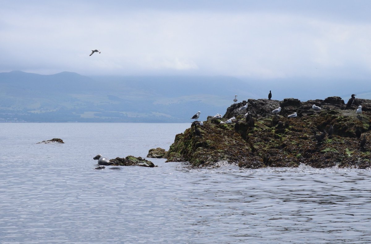 Spot the puffins and seals #PuffinIsland #MenaiStrait #Anglesey