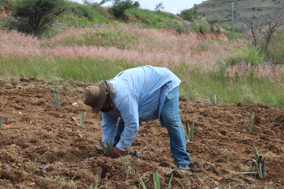 utvco's tweet photo. Estudiantes y docentes de @agro_utvco 🌾🌱, llevan a cabo el transplante de Maguey Espadín🧑🏻‍🌾👩🏻‍🌾, con la finalidad de llevar a la práctica una unidad de producción intensiva, en nuestras instalaciones.
#ComunidadUTVCO https://t.co/fh3SRClfuv