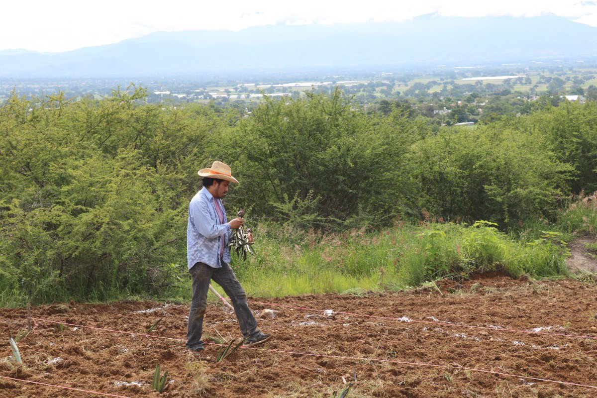 utvco's tweet photo. Estudiantes y docentes de @agro_utvco 🌾🌱, llevan a cabo el transplante de Maguey Espadín🧑🏻‍🌾👩🏻‍🌾, con la finalidad de llevar a la práctica una unidad de producción intensiva, en nuestras instalaciones.
#ComunidadUTVCO https://t.co/fh3SRClfuv