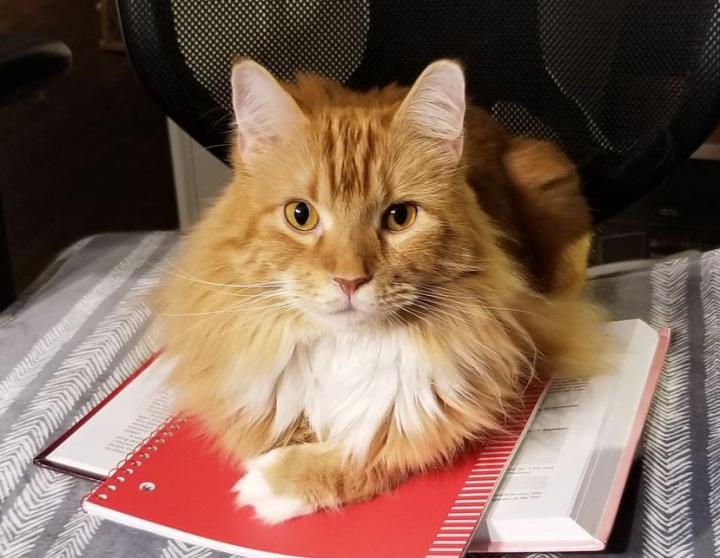 Un paso adelante hacia la medicina personalizada para gatos con enfermedades cardíacas: un estudio encuentra que la composición genética influye en la respuesta a la medicación para la miocardiopatía hipertrófica felina. bit.ly/3xrj6DV Vía  <a href="/UCDavisNews/">UCDavis News Service</a>