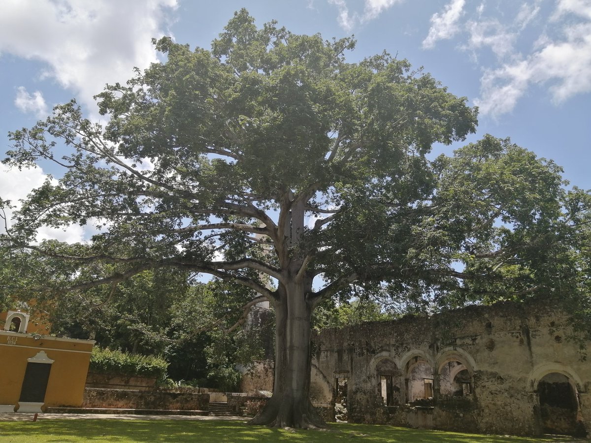 #díainternacionaldelarbol #ceiba #Campeche
Que nos conecta con todos los planos de la existencia.
