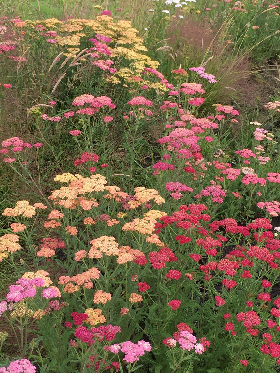 Buzzin' 🐝🌺 tweet media