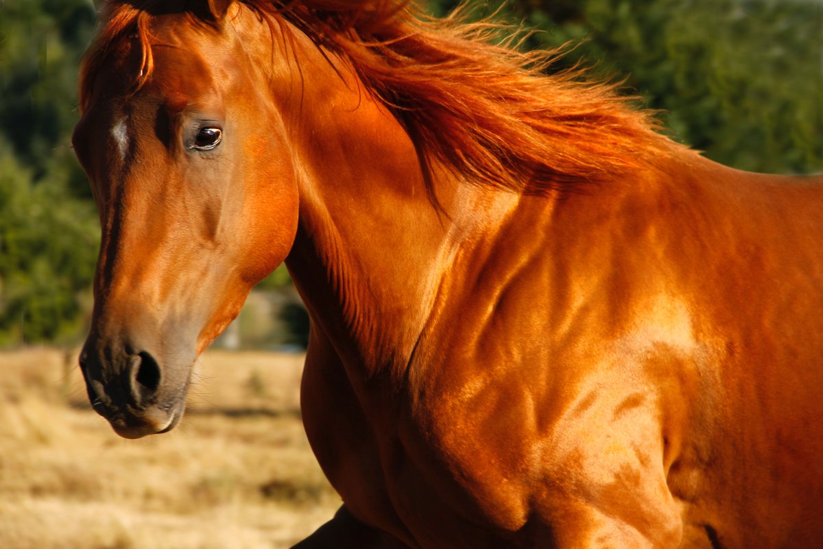 HARTforHORSES's tweet photo. Ready for a crazy horse fact? Did you know that horses don't have collarbones? Their shoulders are slung from their skeleton with muscles and ligaments! https://t.co/k3IB1YfuFp