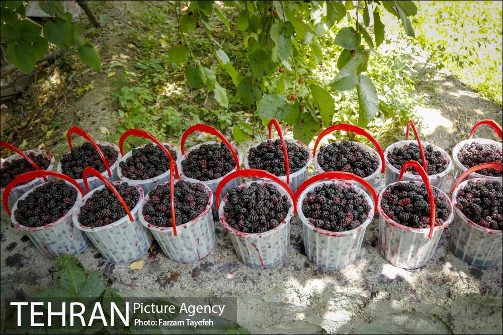 shahragency's tweet photo. #گزارش_تصویری_شهر؛ برداشت توت از باغات #سولقان

عکس‌های بیشتر را در #آژانس_عکس_تهران ببینید:
https://t.co/QqbsgET5G5
📷:  فرزام طایفه https://t.co/v8egoXxOij