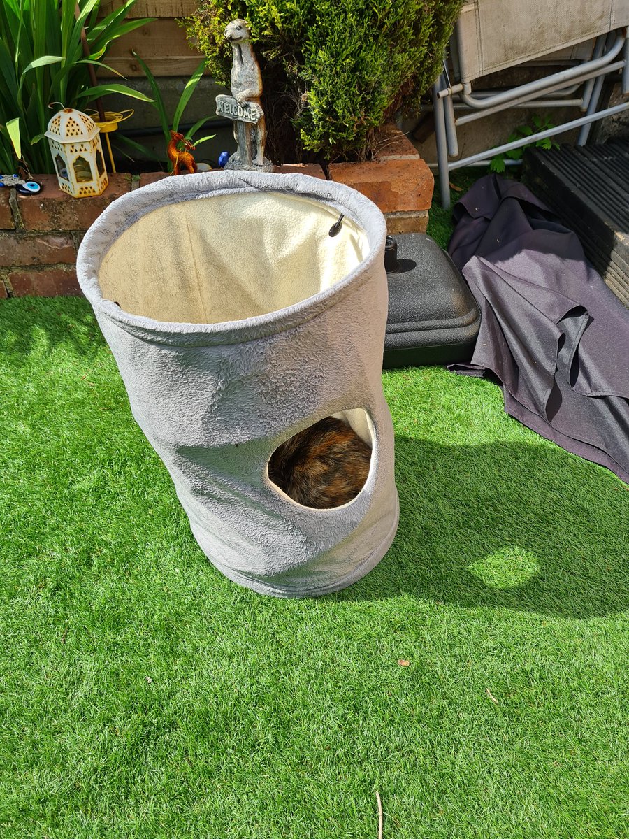 WithTrixy's tweet photo. Youw squeaky eeeek I was hiding and mum didn't know 👀 but then my hidey hole FELL OVER...with me in it 😾😾😾 anyway drama over now phew 🙏🌞 #CatsOnTwitter #gardenlife #catslifeproblems https://t.co/xhjpTO5w5R