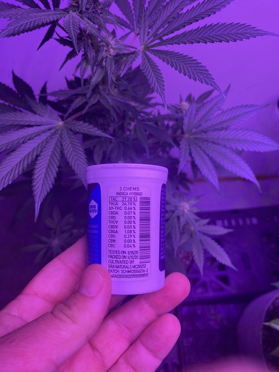 SSprouter's tweet photo. This is #beanbaking95’s #hinducush #pollen X #3chems (#commcan’s selection) when it’s done I may need a couple #testers😎🌱🌿🌳🍃💪☺️ #cannabis #organic #medical #breeder #weed #herb #pot let me know https://t.co/kUdf501Fag