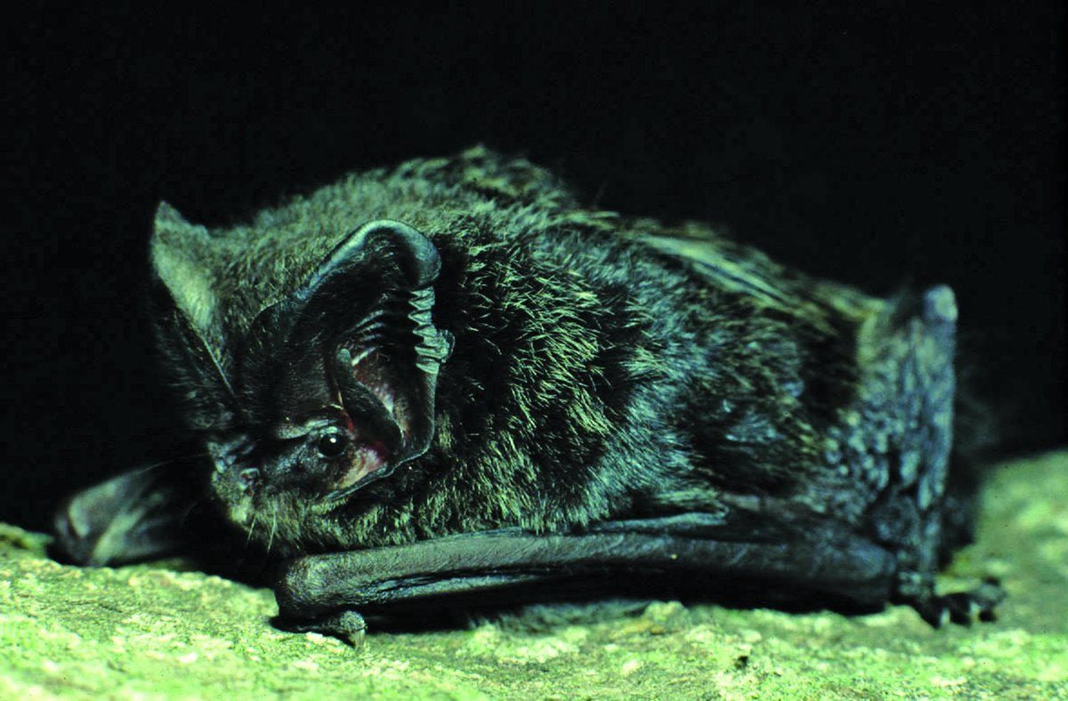 европейская широкоушка