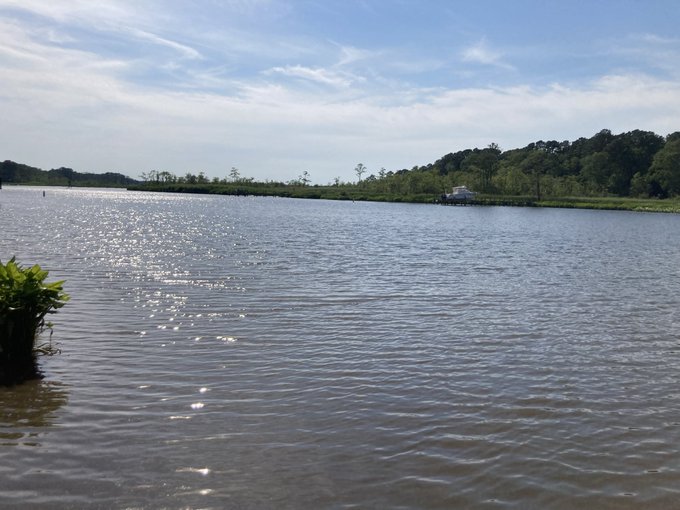 Wetlands #slitvibez https://t.co/AleVnNgoN3<a href="/tag/slitvibez"class="tags">#slitvibez</a>